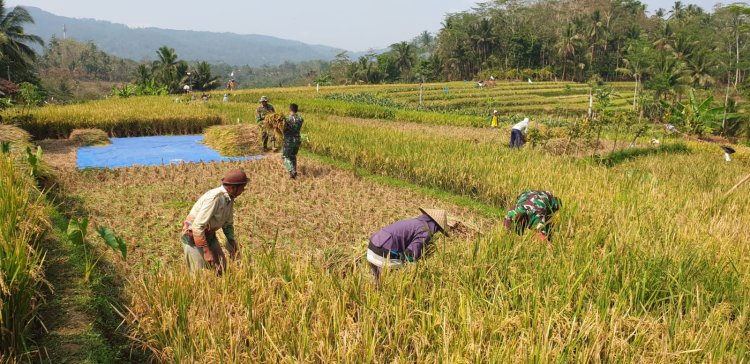 Sukseskan Ketahanan Pangan Danramil Dan Babinsa Terhun Langsung Bantu Petani Panen Padi