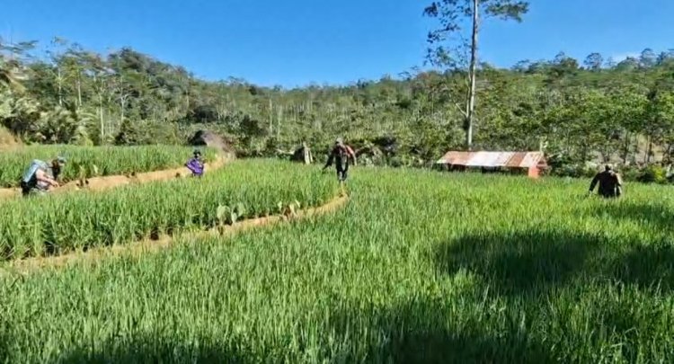Berantas Hama Tanaman Babinsa Koramil 04 Karangkobar Bantu Petani Semprot Tanaman Padi