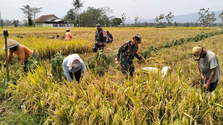 Koramil 02/Klampok Melaksanakan Panen Padi Bersama Poktan Sampurna Desa Kalimandi