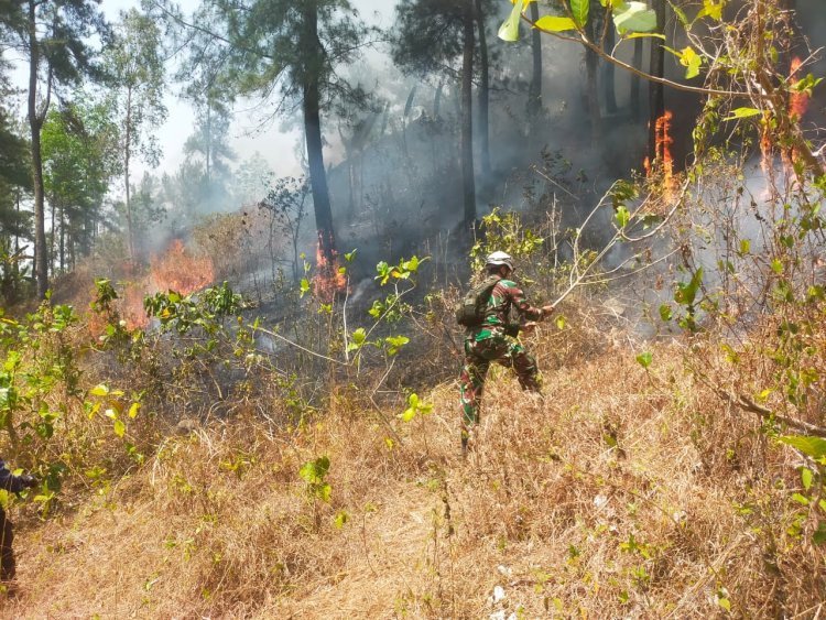 Babinsa Koramil 07/Mandiraja Bersama Tim Gabungan Padamkan Kebakaran Lahan Pinus di Glempang