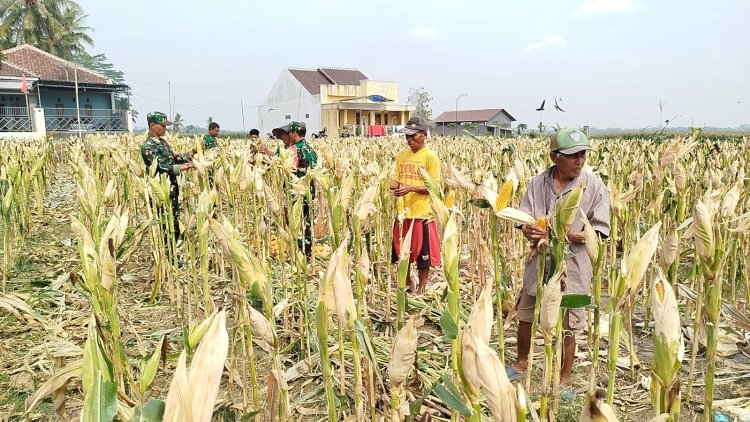 Babinsa Panen Jagung Bersama Masyarakat Susukan