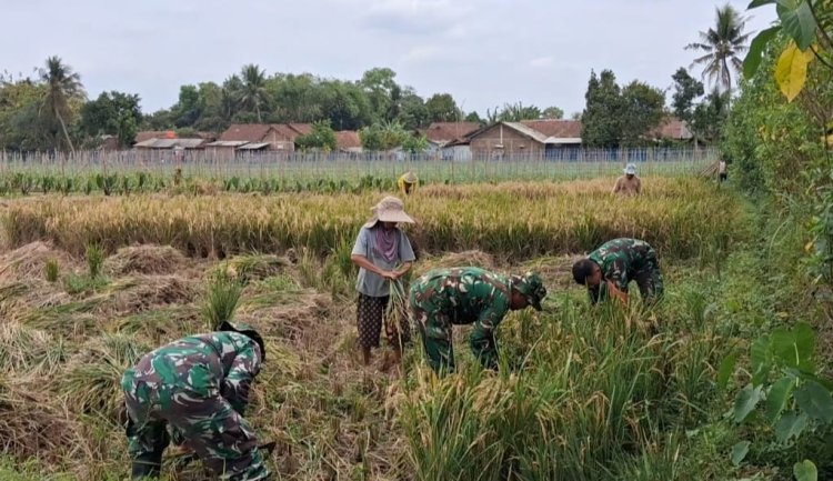 Danramil 08/Purwanegara Pimpin Pendampingan Panen Padi di Desa Danaraja Wujudkan Ketahanan Pangan