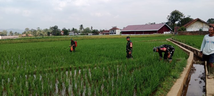 Peduli dengan ketahanan pangan babinsa membantu petaniperawatan padi