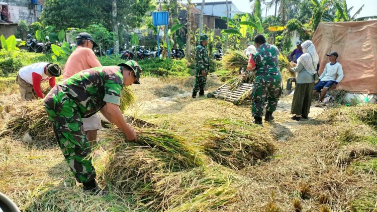 Dukung Ketahanan Pangan, Babinsa Koramil 01/Banjarnegara Dampingi Petani Panen Padi