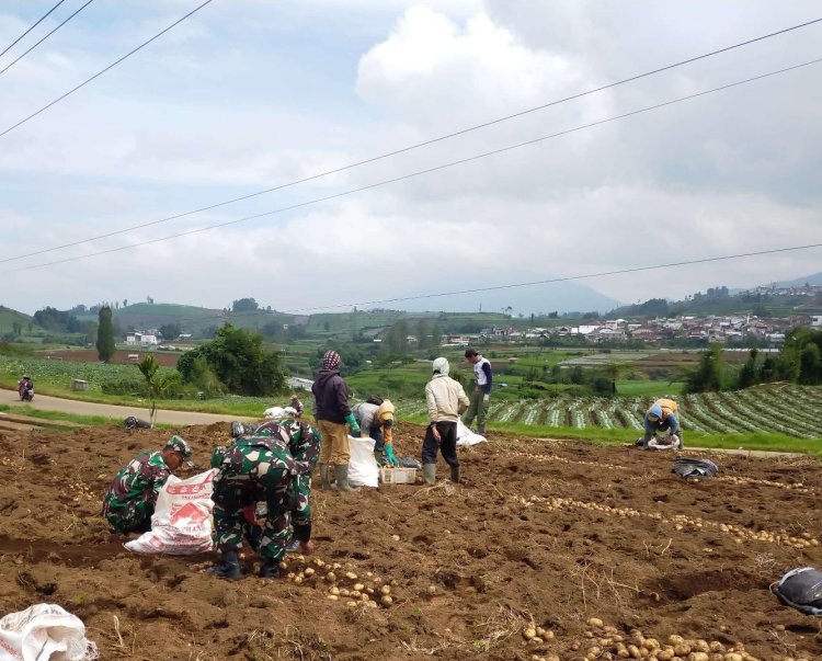 Danramil 05/Batur Dampingi Petani Panen Kentang di Desa Pekasiran