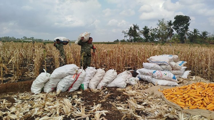 Mendukung Program Ketahanan Pangan Babinsa Membantu Pentani Saat Penan jagung diwilayah