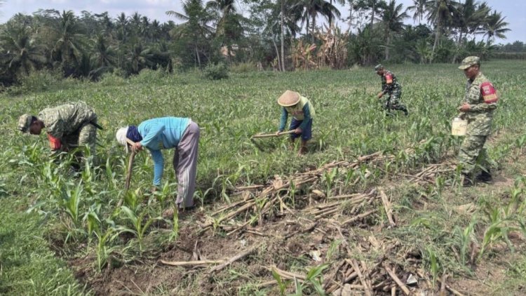 Anggota Koramil 10/Bawang Bersama Kelompok Tani Desa Mantrianom Lakukan Perawatan Tanaman Jagung